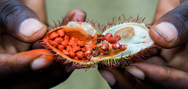 Spice Plantation Tour